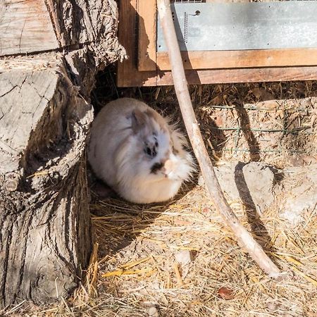 Oberegghof Ferienwohnung Hahnenkamm Riffian Zewnętrze zdjęcie